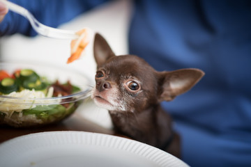 Cute brown chihuahua dog going to eat shrimp in restaurant.