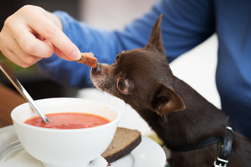 Cute brown chihuahua dog going to eat soup and bread in restaurant.