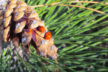 Two ladybugs sit on a pine cone on a sunny day