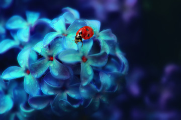 ladybug on a lilac flower. Natural background