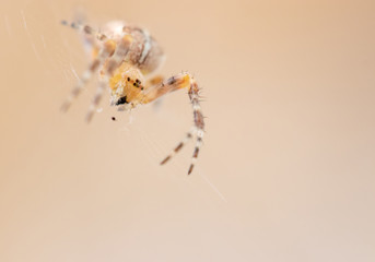 Cross spider Araneus diadematus close-up bokeh, shallow depth