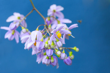 purple flowers