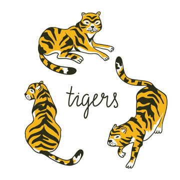 Vector set of tigers in the diffrent poses. Tropic animal collection isolated on the white background.