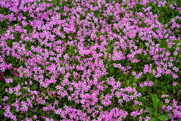 Fototapeta premium Pink moss/ nature/ background