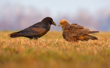 Western Marsh Harrier and Common Raven stand in front of each other