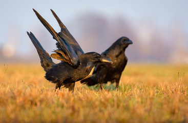 Common raven landing in field with lifted wings