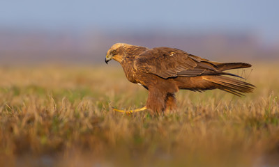 Female Western Marsh Harrier marshing through a field grass