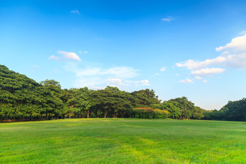 Green trees in beautiful park under the blue sky