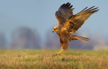 Female Western Marsh Harrier lands over the field with fully stretched wings and legs
