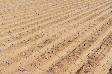Red cabbage plantation