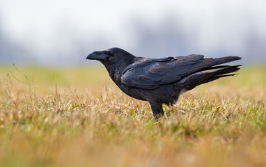 Old Common raven posing in yellowish fields at spring