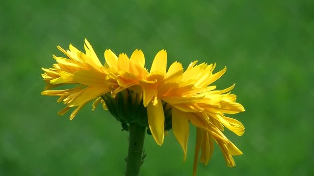 Die gelbe Blüte einer Ringelblume bewegt sich im Wind (Nahaufnahme)