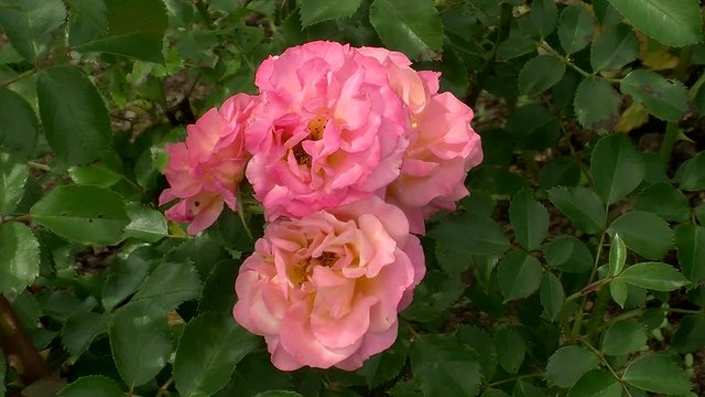 Rosa Rosenbl&uuml;ten inmitten von gr&uuml;nen Rosenbl&auml;ttern
