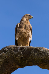 Perched Golden Eagle in Simien Mountains 2