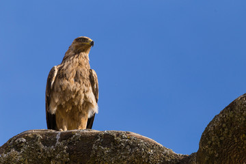 Perched Golden Eagle in Simien Mountains