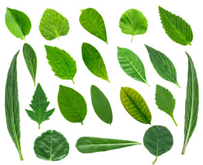 Collection of  leaves