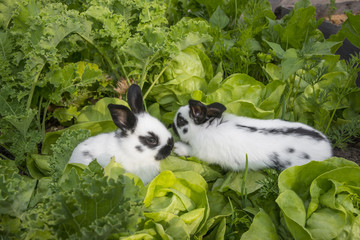 Naklejka premium Little bunnies eating salad in the garden