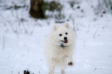 Fototapeta premium Japanese spitz
