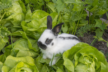 Little rabbit eating salad in the garden