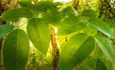 Close up Green leaves texture and detail on sunlight.
