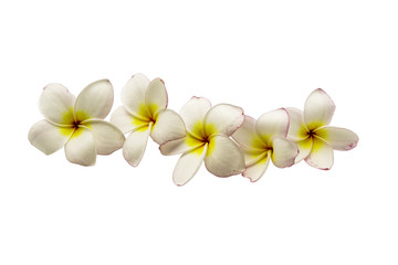 White plumeria flower isolated on white background.
