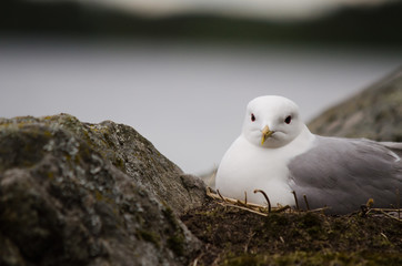 Seagull nesting
