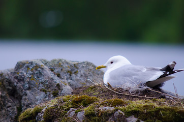Seagull nesting