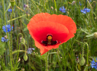 Close up of a red poppy flower in a beautiful field