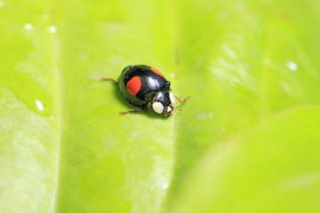 Ladybird