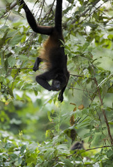 Howler Monkey - Costa Rican Wildlife