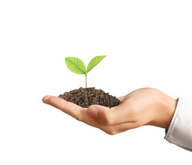 Concept of growing from plant in  hand