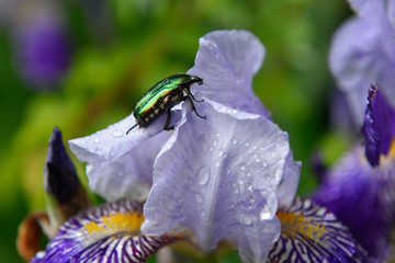 Green beetle eats iris after rain