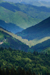 Mountains covered in lush forests