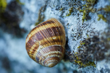 Snail clinging to mountain wall