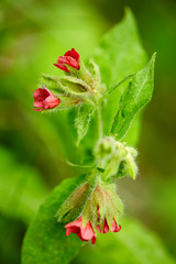 Small mountain flowers