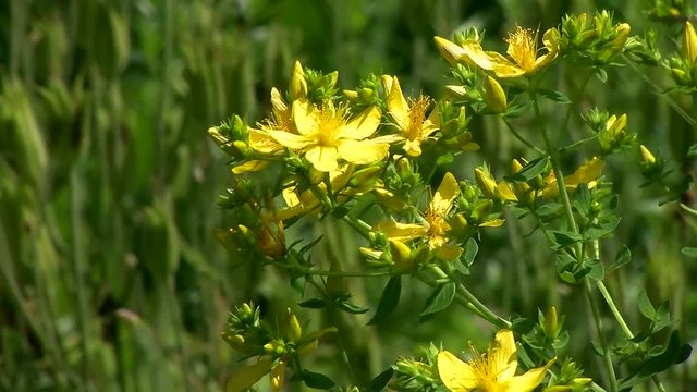 Die Bl&uuml;ten vom Johanniskraut schaukeln im Wind