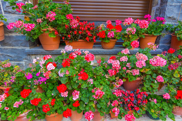 Fototapeta na wymiar Colorful flowers in pots and flower pots