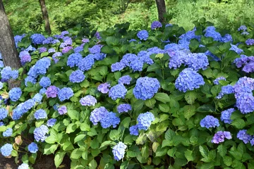 Zelfklevend Fotobehang Hydrangea ブルーダイヤモンド（アジサイ）