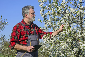 Farmer analyzes flower cherry © banedeki1