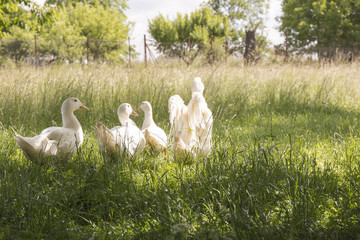 The duck is stretching