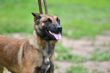 Belgian Shepherd Malinois