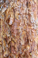 Pine tree bark, Latvia