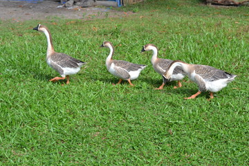 goose run