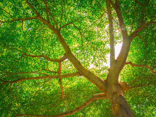 Fototapeta premium trees