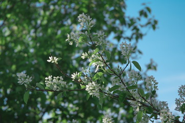 Ирга цветет сезон куст фото