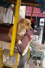 Hund in Marokko