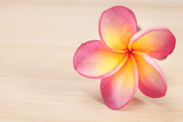 The beautiful Plumeria flowers on wooden background.