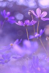 Plakat Flowers cosmos purple color . Very beautiful flowers with purplish tinting. Selective focus.