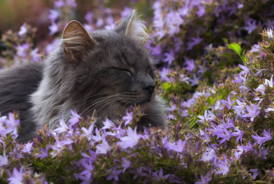 Grey cat dozing amongst bell flowers