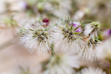 Background with tiny white flowers , blurred, selective focus